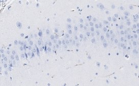 Anti-SV2A Antibody, clone 1I4 ZooMAb® Rabbit Monoclonal recombinant, expressed in HEK 293 cells