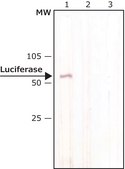 Anti-Luciferase antibody, Mouse monoclonal clone LUC-1, purified from hybridoma cell culture