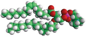 18:1-18:0 PC 1-oleoyl-2-stearoyl-sn-glycero-3-phosphocholine, chloroform