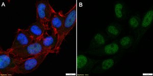 Anti-Cdc25A Antibody, clone 1M11 ZooMAb® Rabbit Monoclonal recombinant, expressed in HEK 293 cells
