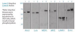 Anti-Phosphoserine Antibody, clone 4A4 (mouse IgG1) clone 4A4, Upstate®, from mouse