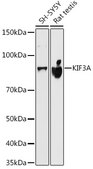 Anti-KIF3A Antibody, clone 1C8K4, Rabbit Monoclonal
