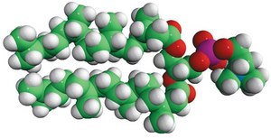 4ME 16:0 PC Avanti Research™ - A Croda Brand