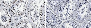 Anti-CBP Antibody, clone 3N20 ZooMAb® Rabbit Monoclonal recombinant, expressed in HEK 293 cells
