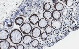 Anti-TATA Binding Protein Antibody, clone 5J13, ZooMAb® Rabbit Monoclonal recombinant, expressed in HEK 293 cells