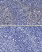 抗-半胱天冬酶-3抗体，克隆3J16，ZooMAb®兔单克隆抗体 recombinant, expressed in HEK 293 cells