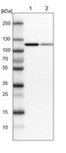 Anti-MTHFD1 antibody produced in rabbit Prestige Antibodies® Powered by Atlas Antibodies, affinity isolated antibody, buffered aqueous glycerol solution