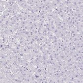Anti-CHGA antibody produced in rabbit Prestige Antibodies® Powered by Atlas Antibodies, affinity isolated antibody, buffered aqueous glycerol solution