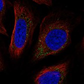 Anti-PLPP7 antibody produced in rabbit Prestige Antibodies® Powered by Atlas Antibodies, affinity isolated antibody