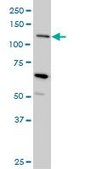 Monoclonal Anti-MUC4 antibody produced in mouse clone 5B12, purified immunoglobulin, buffered aqueous solution