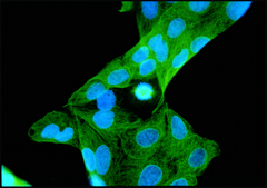 单克隆抗 β-微管蛋白抗体 小鼠抗 clone TUB 2.1, ascites fluid