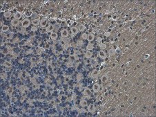 Anti-POU3F2 antibody produced in rabbit