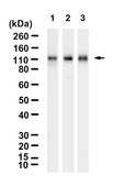 Anti-STAT2 Antibody, clone 1F7 ZooMAb® Rabbit Monoclonal recombinant, expressed in HEK 293 cells