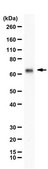 Anti-PTEN mono-ubiquitylated K13 from rabbit, purified by affinity chromatography