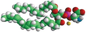 16:0-22:6 PS 1-palmitoyl-2-docosahexaenoyl-sn-glycero-3-phospho-L-serine (sodium salt), chloroform