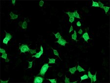 Anti-Luciferase antibody, Mouse monoclonal clone LUC-1, purified from hybridoma cell culture