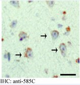 抗-APP585C serum, from rabbit