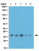 Anti-Fhl1 Antibody serum, from rabbit