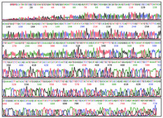 Capillary Electrophoresis Running Buffer (10x) for automated DNA sequencing