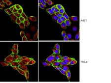 Anti-FOXO1 Antibody, clone 2H8.2 clone 2H8.2, from mouse