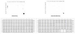 抗乙酰组蛋白H3（Lys9）抗体 Upstate®, from rabbit