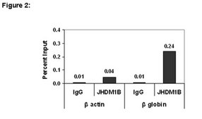 ChIPAb+ JHDM1B抗体 from rabbit, purified by affinity chromatography