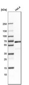 Anti-NR2C2 antibody produced in rabbit Prestige Antibodies® Powered by Atlas Antibodies, affinity isolated antibody, buffered aqueous glycerol solution
