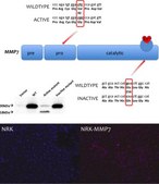 Anti-MMP-7 antibody produced in rabbit affinity isolated antibody