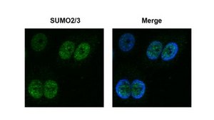 SUMO-2/3抗体，克隆8A2 clone 8A2, from mouse