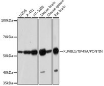 Anti-RUVBL1/TIP49A/PONTIN antibody produced in rabbit