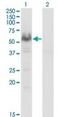 Monoclonal Anti-PPP3CA antibody produced in mouse clone 2G8, purified immunoglobulin, buffered aqueous solution