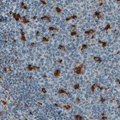 单克隆抗-CD68 小鼠抗 Prestige Antibodies® Powered by Atlas Antibodies, clone CL1346, purified immunoglobulin, buffered aqueous glycerol solution