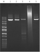 JumpStart™ AccuTaq™ LA DNA Polymerase Hot-start high fidelity Taq enzyme, 10X buffer included