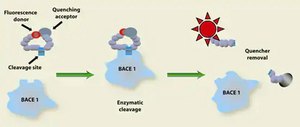 β-Secretase (BACE1) Activity Detection Kit (Fluorescent) 1 kit sufficient for 250 reactions