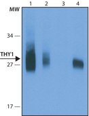 THY1抗体，小鼠单克隆 clone TH350, purified from hybridoma cell culture