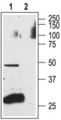 抗-内皮素受体A 兔抗 affinity isolated antibody, lyophilized powder
