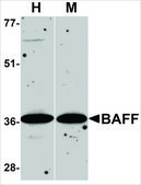 Anti-BAFF antibody produced in rabbit affinity isolated antibody, buffered aqueous solution
