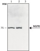 Anti-Nerve Growth Factor Receptor (NGFR p75) antibody produced in rabbit affinity isolated antibody, buffered aqueous solution