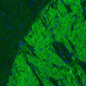 Monoclonal Anti-VGAT antibody produced in mouse Prestige Antibodies® Powered by Atlas Antibodies, clone CL2793, purified immunoglobulin, buffered aqueous glycerol solution