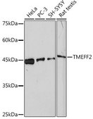 Anti-TMEFF2 antibody produced in rabbit