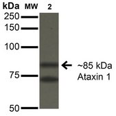 Monoclonal Anti-Mitofusin - Hrp antibody produced in mouse clone S153-5, purified immunoglobulin