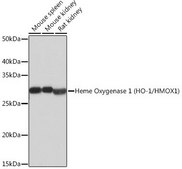 Anti-Heme Oxygenase 1 (HO-1/HMOX1) antibody produced in rabbit