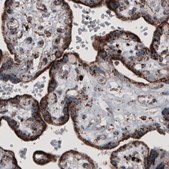 Monoclonal Anti-CS antibody produced in mouse Prestige Antibodies® Powered by Atlas Antibodies, clone CL2561, purified immunoglobulin, buffered aqueous glycerol solution