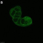 Anti-TSG101 Antibody, clone 2H18 ZooMAb® Rabbit Monoclonal recombinant, expressed in HEK 293 cells