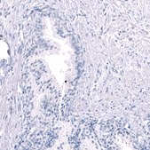 Monoclonal Anti-EOMES antibody produced in mouse Prestige Antibodies® Powered by Atlas Antibodies, clone CL15425, purified antibody (Protein A)