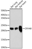 Anti-CRYAB antibody produced in rabbit