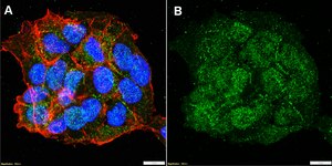 Anti-S100A1 Antibody, clone 1D18 ZooMAb® Rabbit Monoclonal recombinant, expressed in HEK 293 cells
