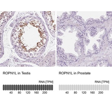 Anti-ROPN1L antibody produced in rabbit Prestige Antibodies® Powered by Atlas Antibodies, affinity isolated antibody, buffered aqueous glycerol solution