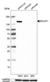 Anti-BCLAF1 antibody produced in rabbit Prestige Antibodies® Powered by Atlas Antibodies, affinity isolated antibody, buffered aqueous glycerol solution