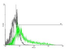 Anti-IL1R1 antibody produced in mouse purified immunoglobulin, buffered aqueous solution